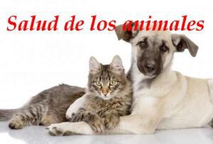 el cuidado de los animales domesticos y salvajes