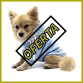 Ropa para perros caniches